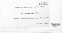 Microbotryum major image